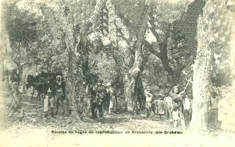 Fichier:Aïn-Draham Récolte de liège.jpg