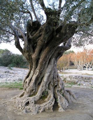 Fichier:Olivier 2.jpg