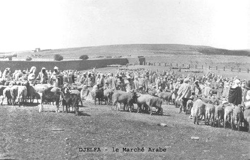 Fichier:Djelfa le marché arabe.jpg