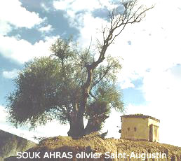 Fichier:Olivier Saint-Augustin.jpg