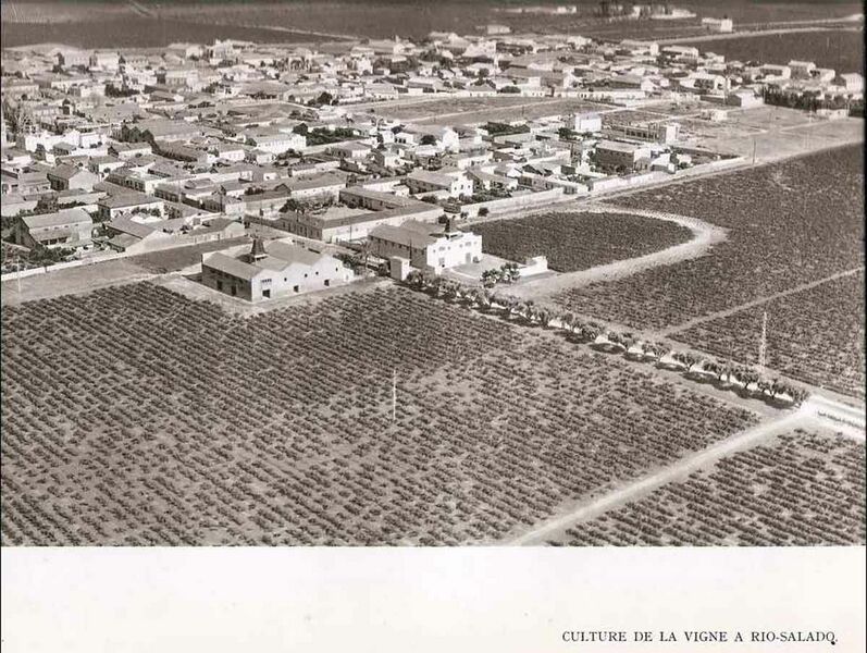 Fichier:Rio salado vignes.jpg