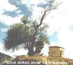 Olivier Saint-Augustin.jpg