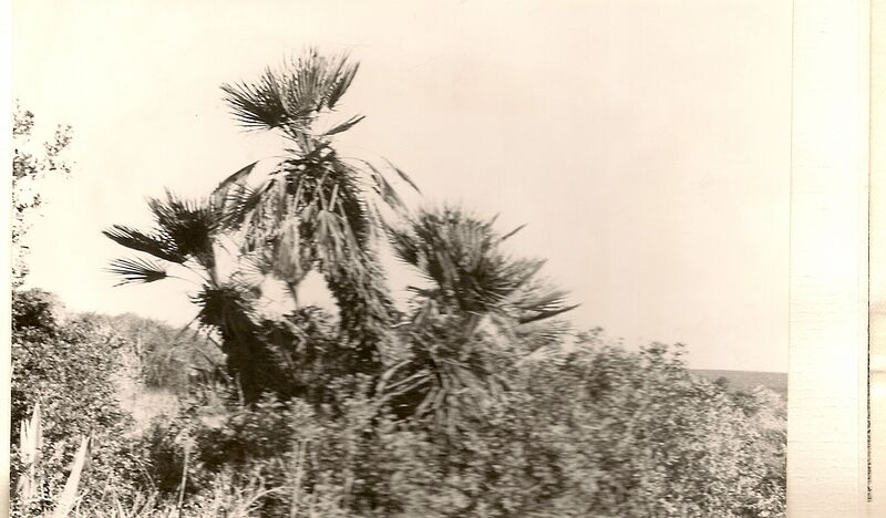 Fichier:Chamaerops humilis oued Mellah Sidi-Bouchaïb.jpg