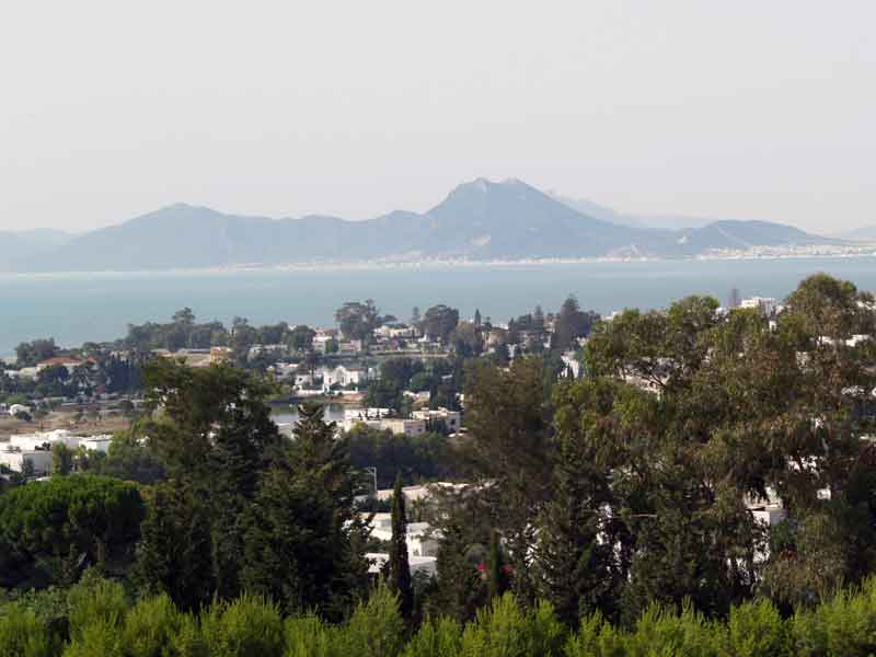 arbres_carthage_2006.jpg